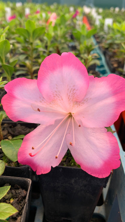 Azalea Vibrant