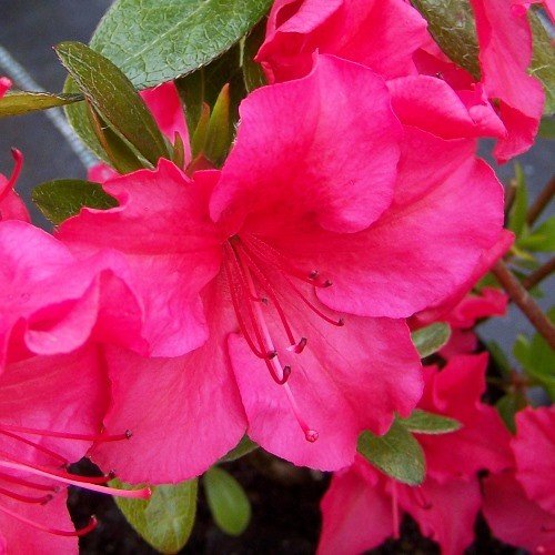 Azalea Vuyk's Scarlet