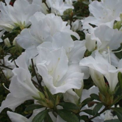 Azalea White House