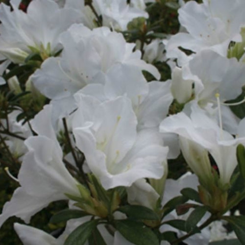 Azalea White House