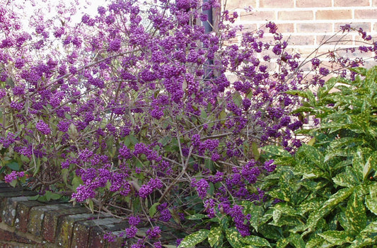 Calicarpa bodinieri