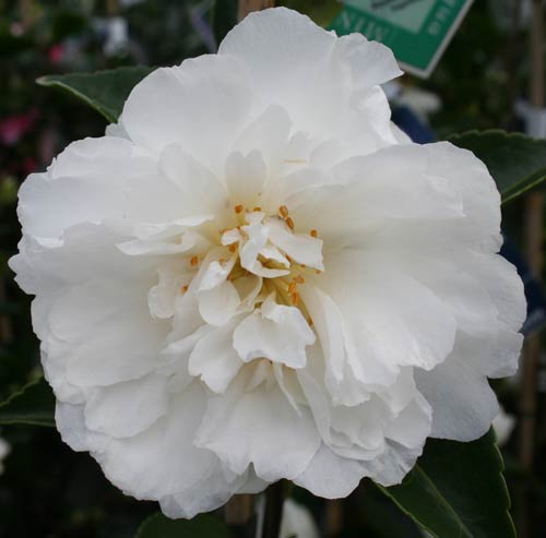 Camellia Mine no Yuki
