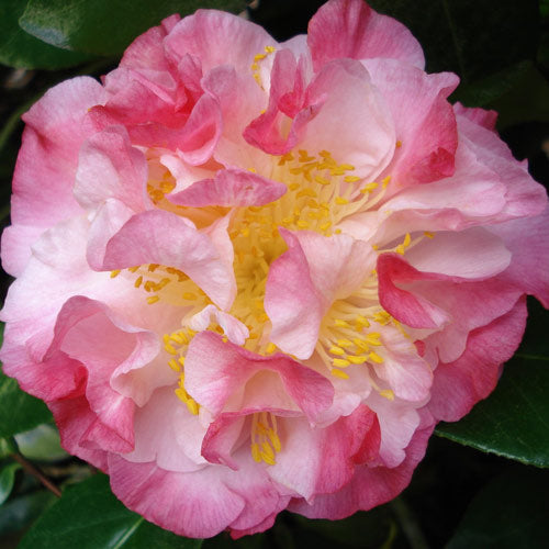 Camellia Nuccios Jewel