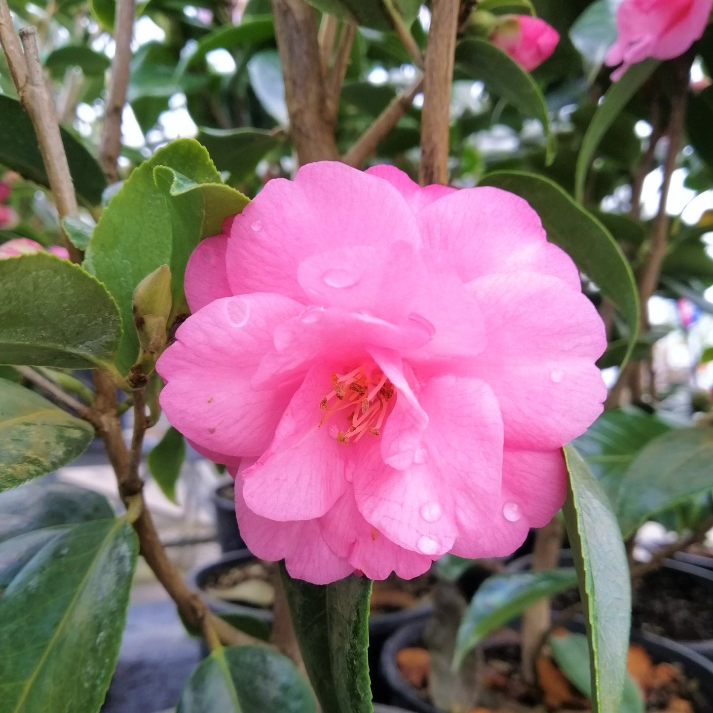 Camellia Spring Festival