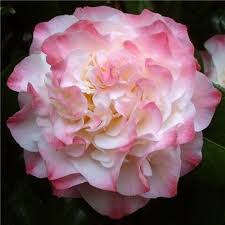 Camellia Nuccios Jewel