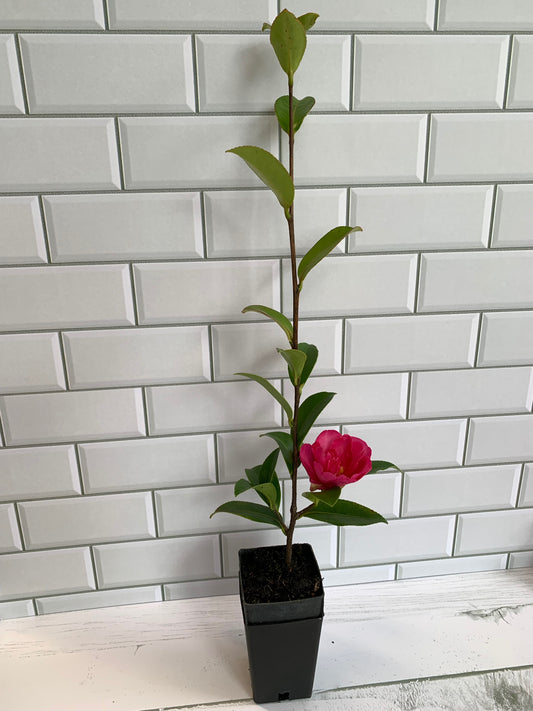 Camellia Hiryu