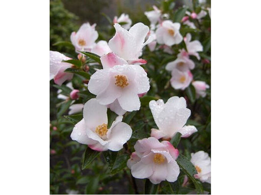 Camellia Transtasman