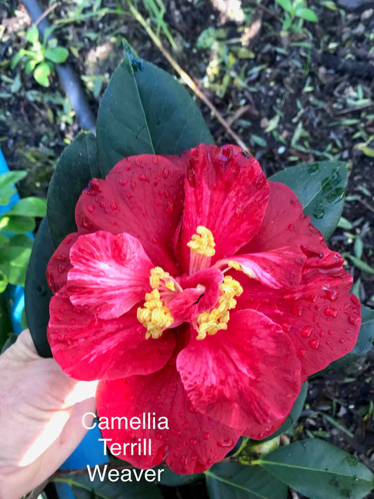 Camellia Terrell Weaver