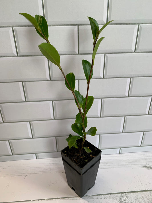 Camellia Setsugekka