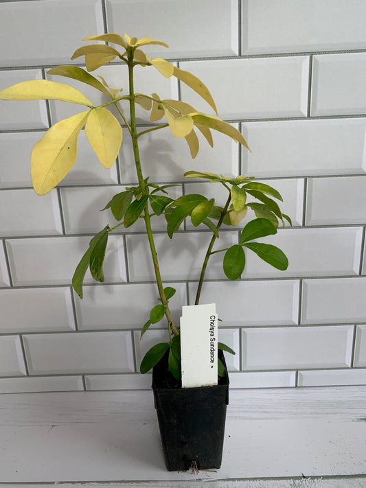 Choisya Sundance
