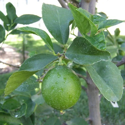 Citrus Lime Tahitian