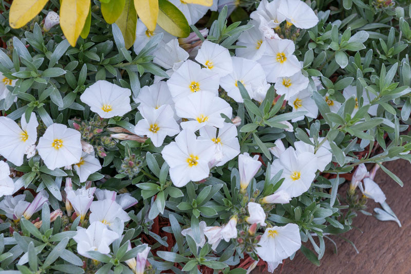 Convolvulus cneorum