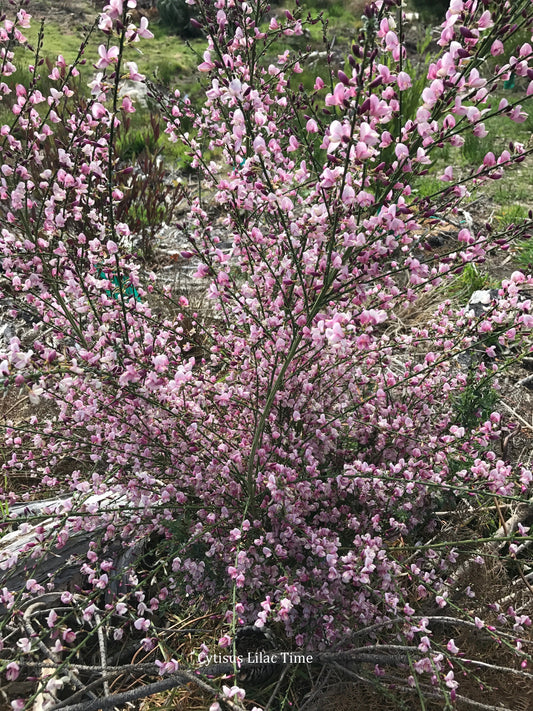 Cytisus Lilac Time