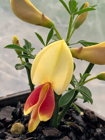 Cytisus Strawberries and Cream