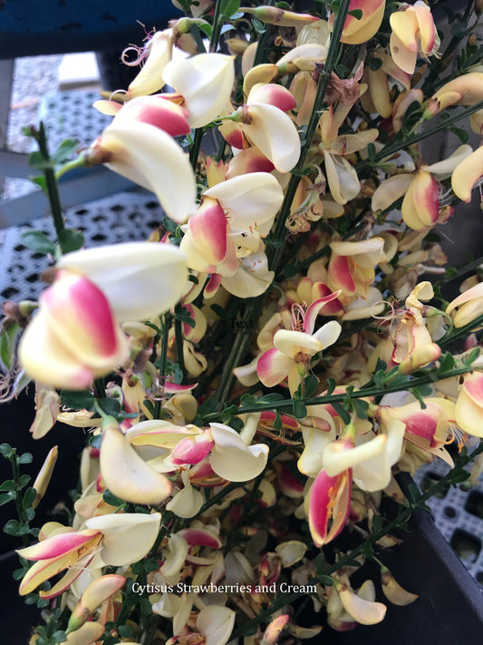 Cytisus Strawberries and Cream