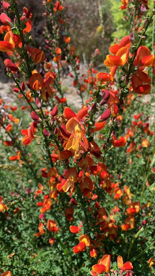 Cytisus Volcano