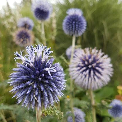 Echinops Blue Globe