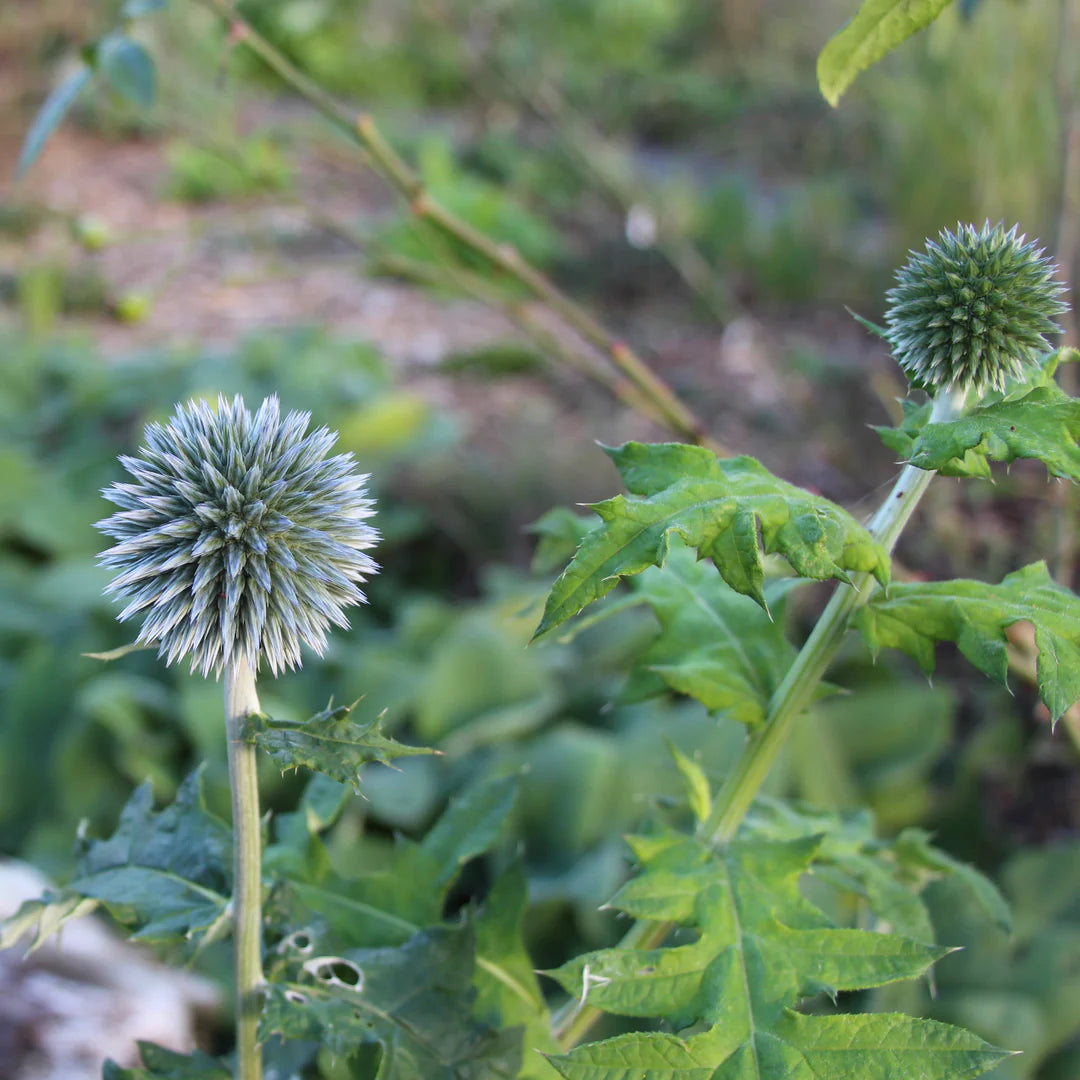Echinops Blue Globe