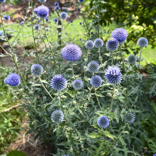 Echinops Blue Glow