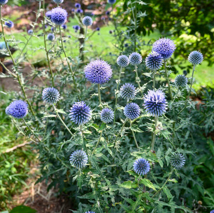 Echinops Blue Glow