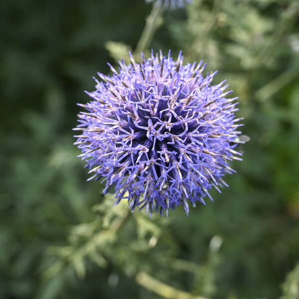 Echinops Blue Glow