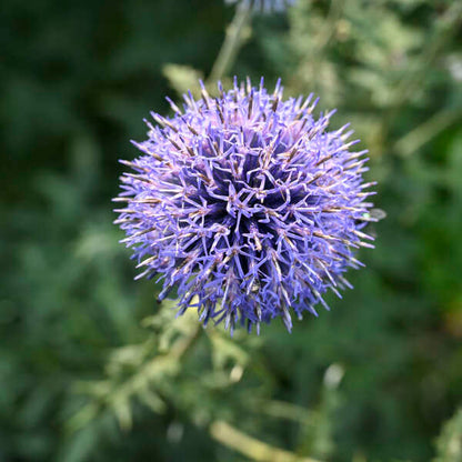 Echinops Blue Glow