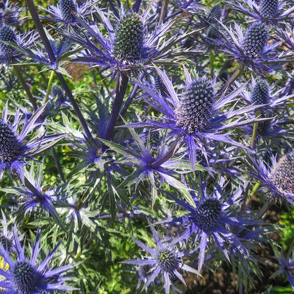 Eryngium Sea Holly