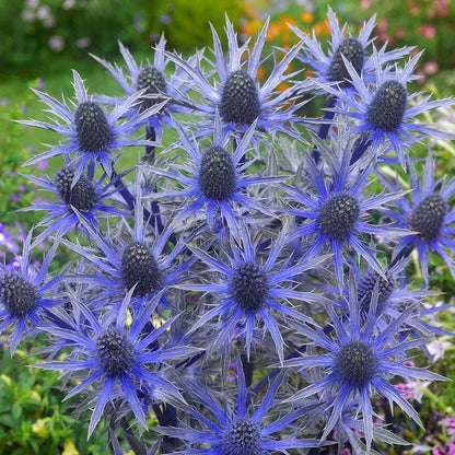 Eryngium Sea Holly