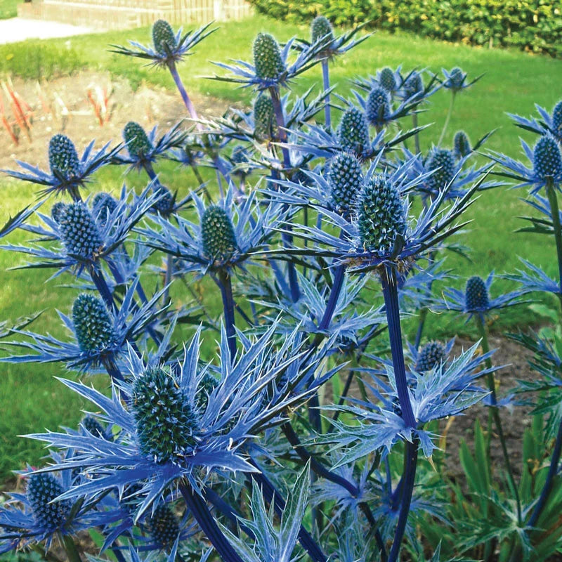 Eryngium Sea Holly