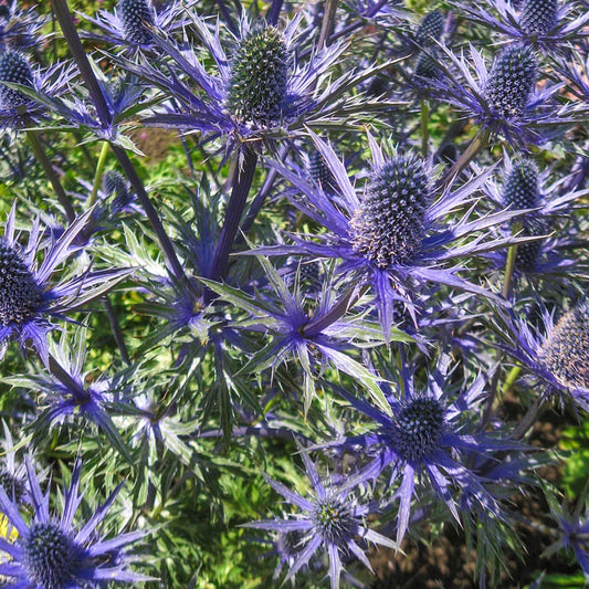 Eryngium Sea Holly