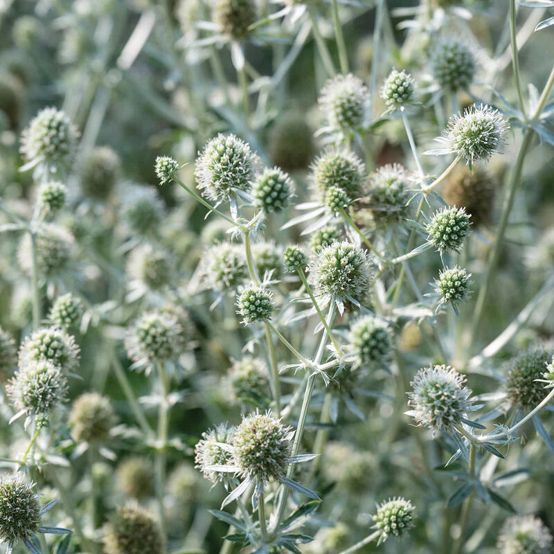 Eryngium White Glitter