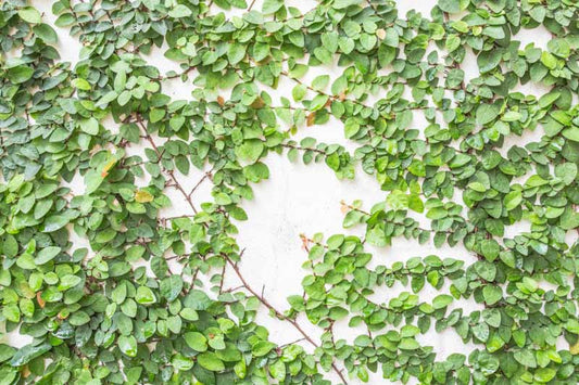 Ficus pumila