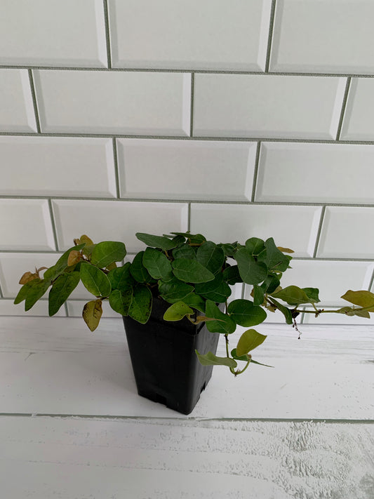 Ficus pumila