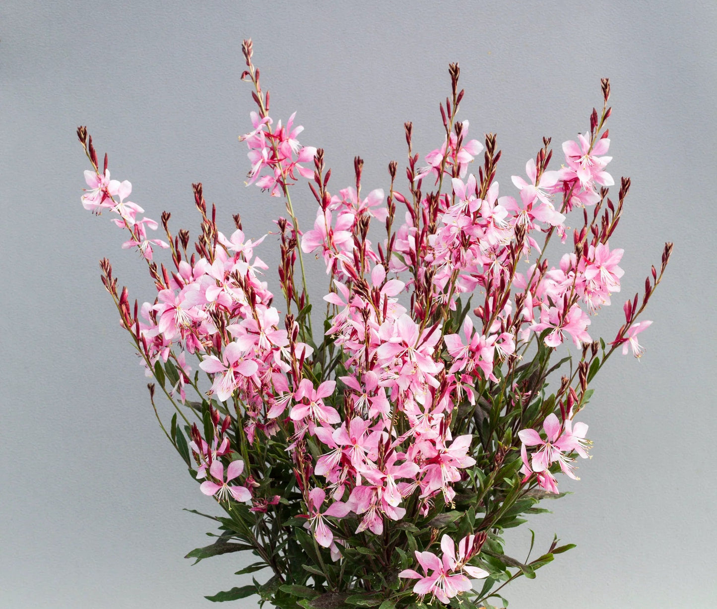 Gaura Emeline Pink Bouquet