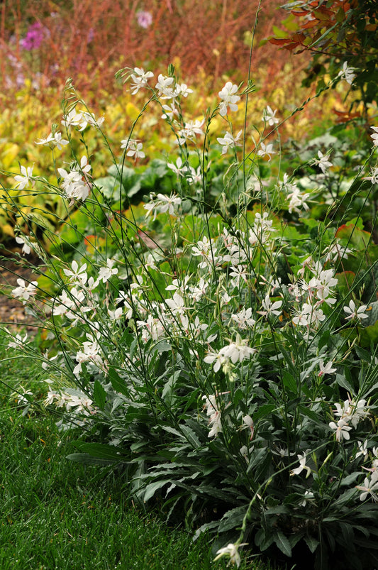 Gaura Sparkle White