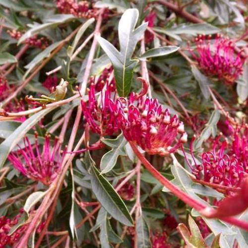 Grevillea Aussie Crawl