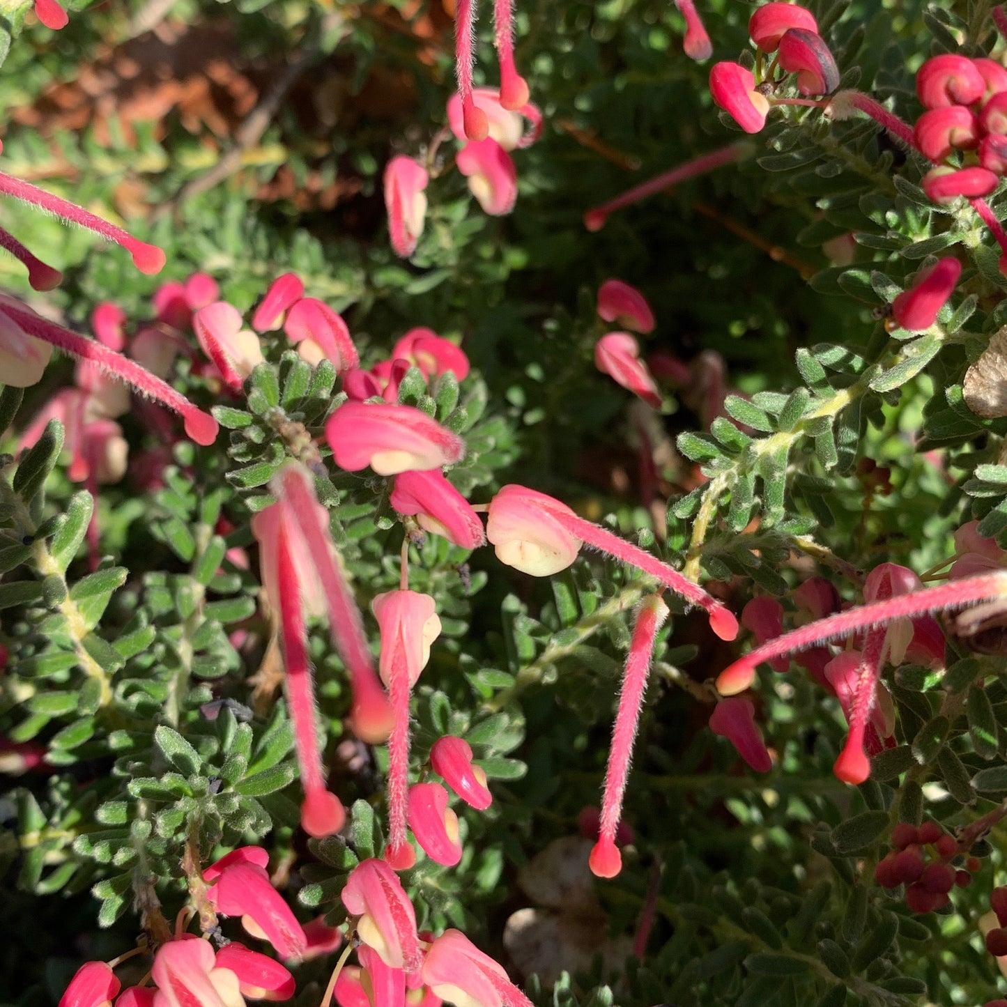Grevillea Drummer Boy