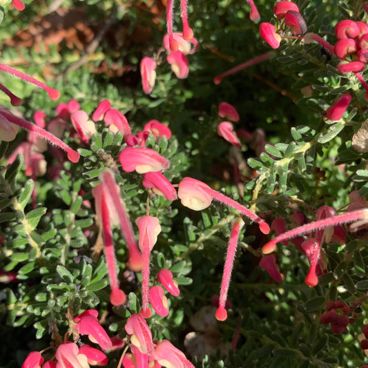 Grevillea Drummer Boy