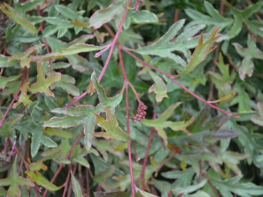Grevillea Gaudi's Ghost