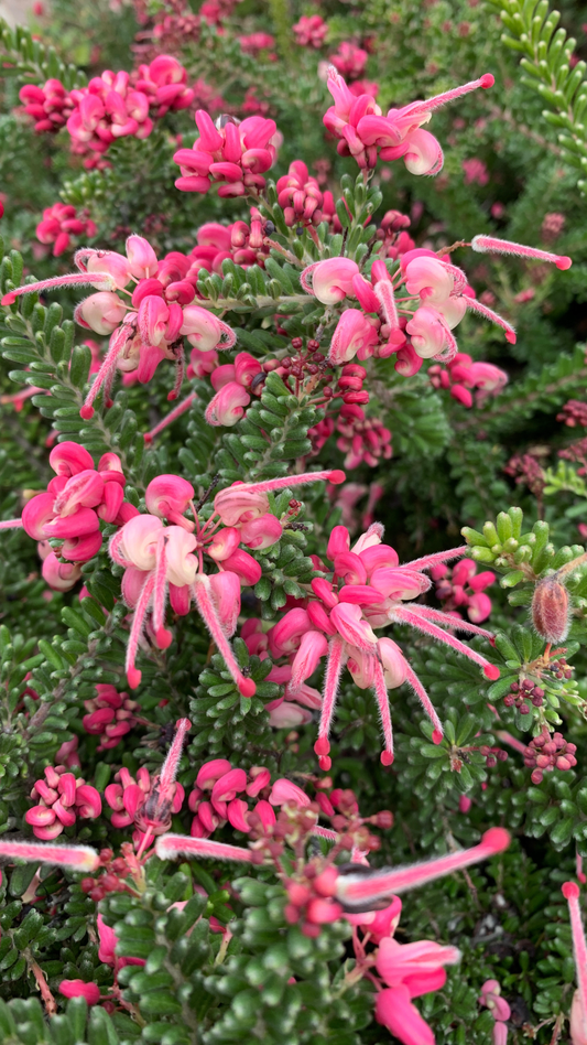 Grevillea Mt Tamboritha
