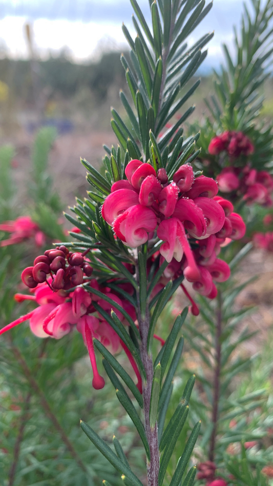 Grevillea Nancy Otzen