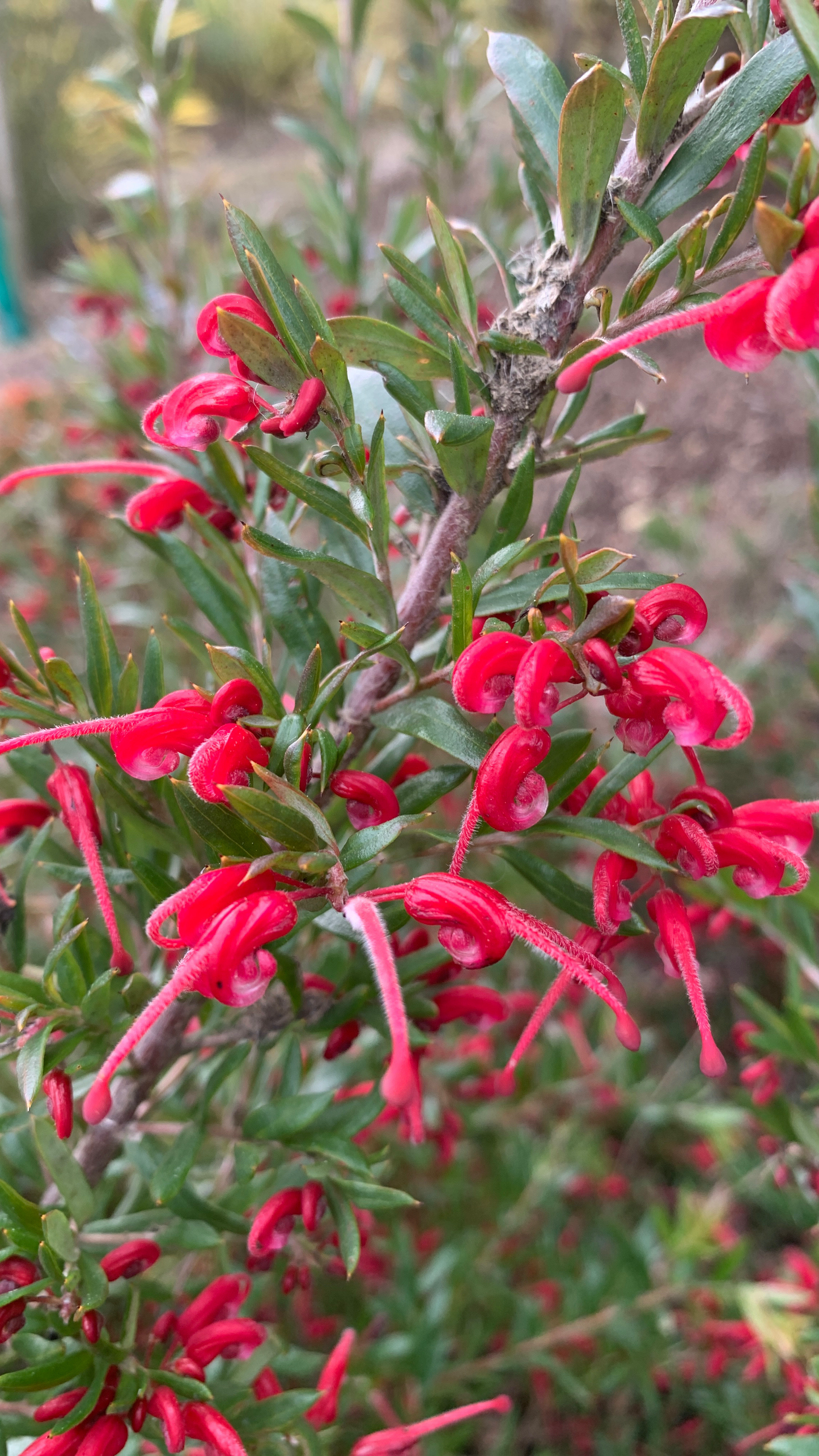 Grevillea Red Clusters