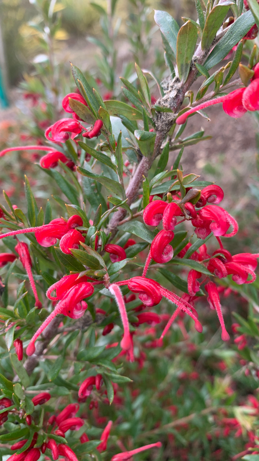 Grevillea Red Clusters