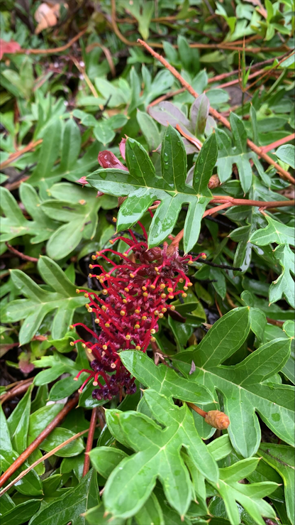 Grevillea Royal Mantle