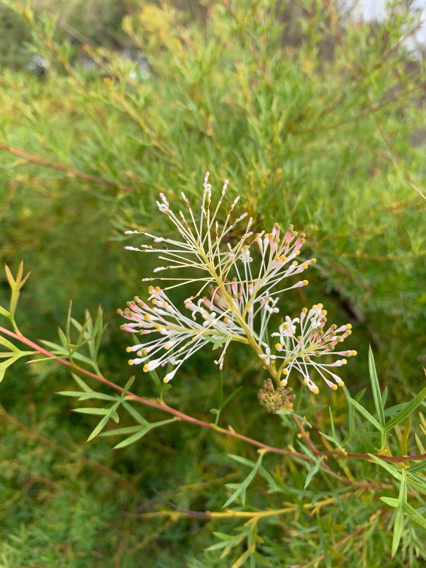 Grevillea White Wings