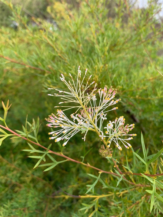 Grevillea White Wings