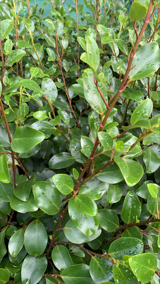 Griselinia Canterbury
