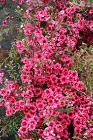 Leptospermum Crimson Glory