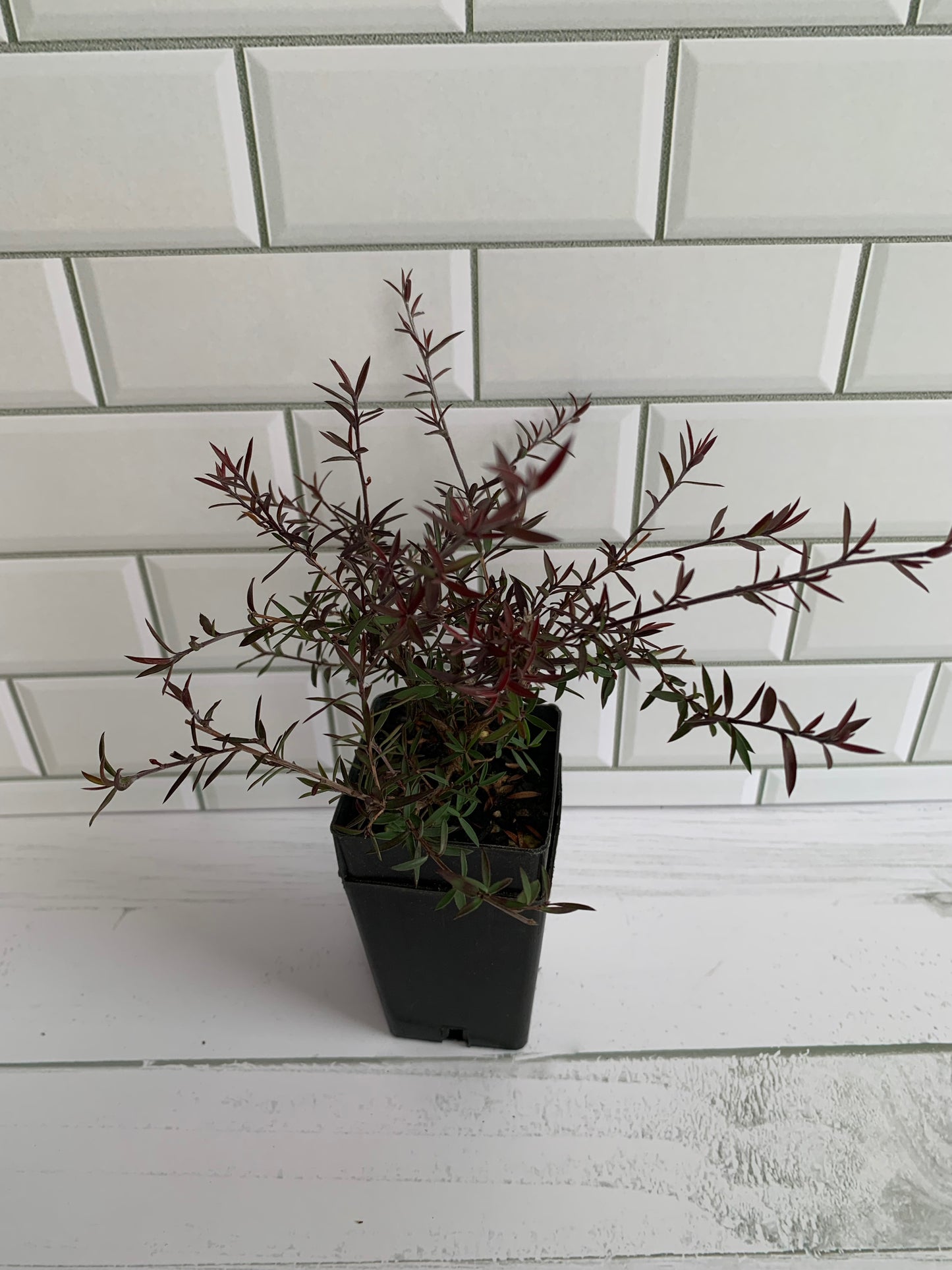 Leptospermum Crimson Glory