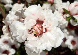 Leptospermum Princess Anne
